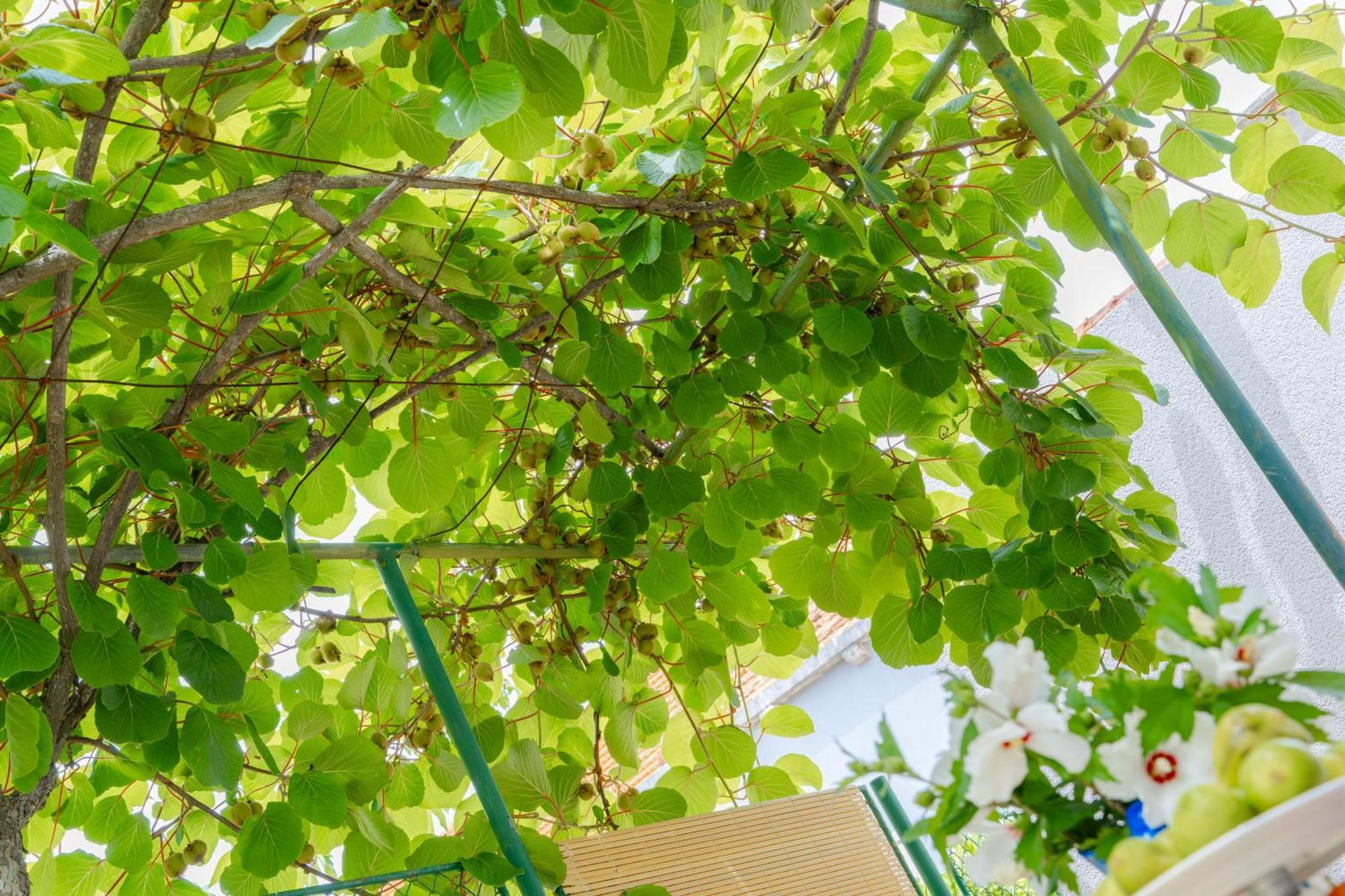 Garden Apartment Vela Luka Esterno foto